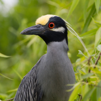 yellow-crowned night herons