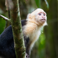 White-faced Capuchin Monkeys