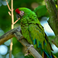 Great Green Macaws