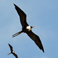 Great Frigatebirds