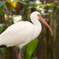 Ibis