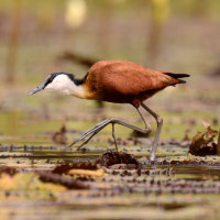 Northern Jacana