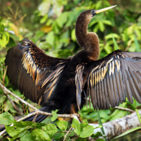 Anhinga