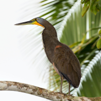 Bare-throated Tiger Heron