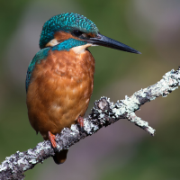 American Pygmy Kingfisher