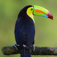 Keel-billed Toucans