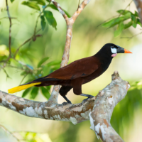 Montezuma Oropendolas