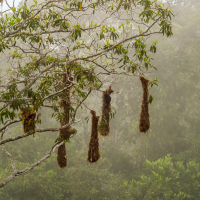 Montezuma Oropendolas' Nests