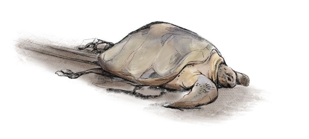 Green Turtle in Tortuguero National Park. Illustration by Federica de Falco.