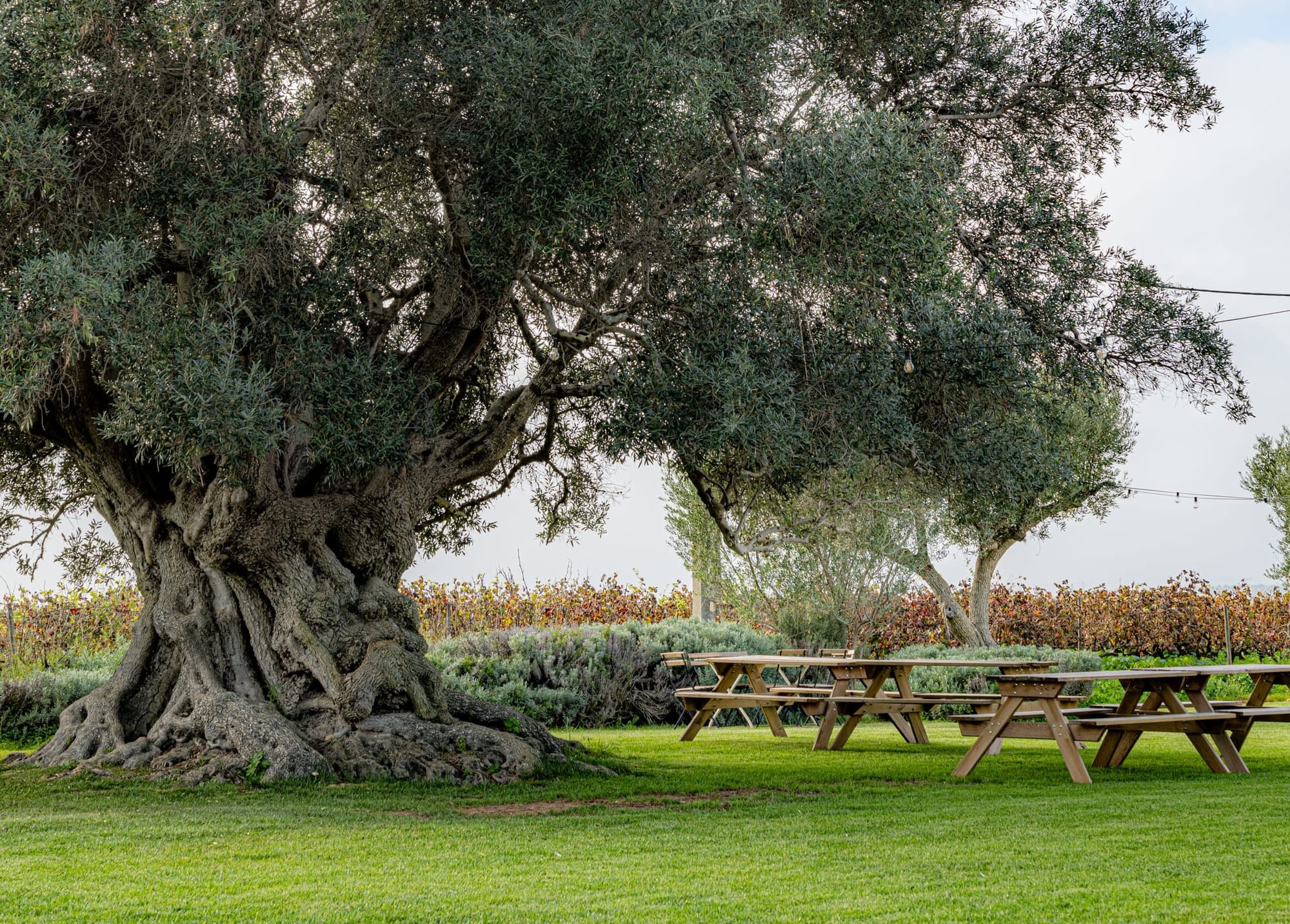 Deep Roots in the Algarve at Morgado do Quintão